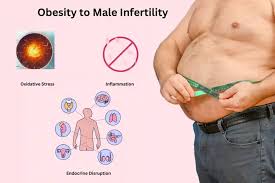 Infographic linking obesity to male infertility through oxidative stress, inflammation and endocrine disruption