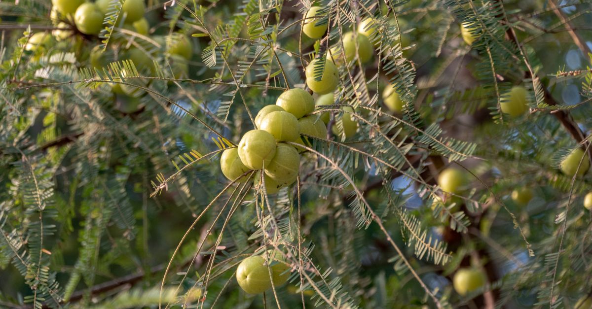 Clusters of pale green amla fruit hanging on a Phyllanthus emblica branch
