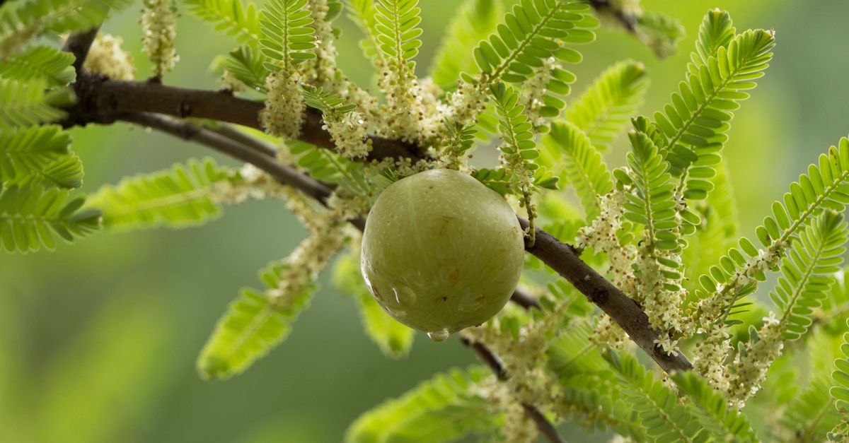 Amla Benefits: What the Evidence Shows About Gooseberry