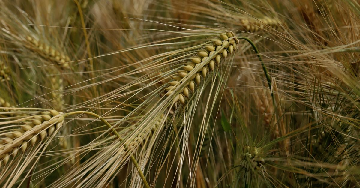 Ripe barley ears in a summer field, the whole grain that carries the beta glucan fibre
