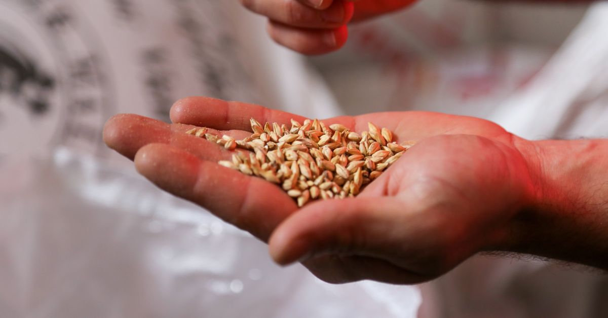 Does Barley Water in the Morning Boost Metabolism?