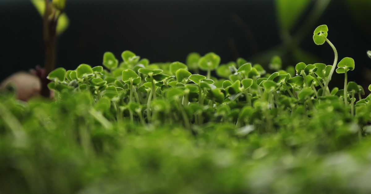 Trays of fresh broccoli sprouts growing under light, the source of the sulforaphane studied in broccoli research