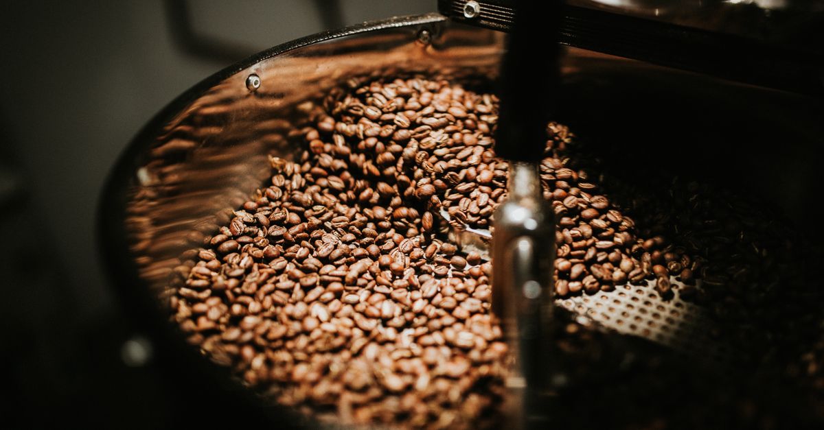 Roasted coffee beans turning in a drum roaster, the heat that strips chlorogenic acid from green coffee