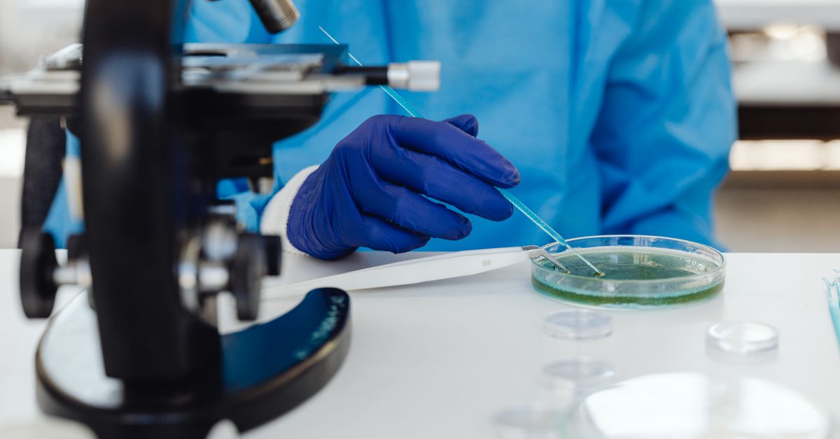 Researcher pipetting a sample beside a microscope, the laboratory work behind obesity and fertility findings