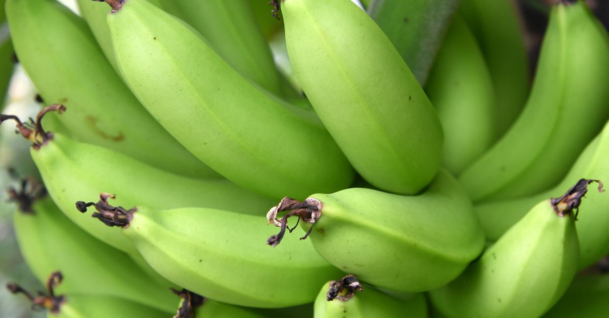 A bunch of unripe green bananas, the stage where a banana holds most of its resistant starch