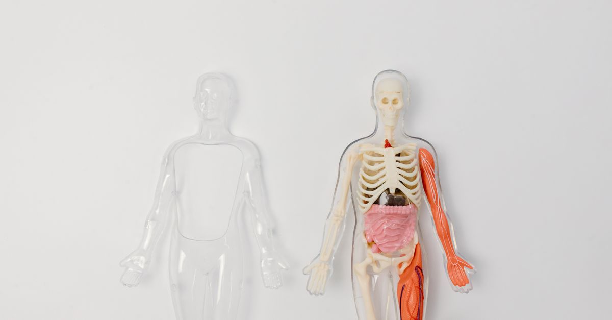 Anatomical model of the human body with internal organs visible, the glands where hormones are made