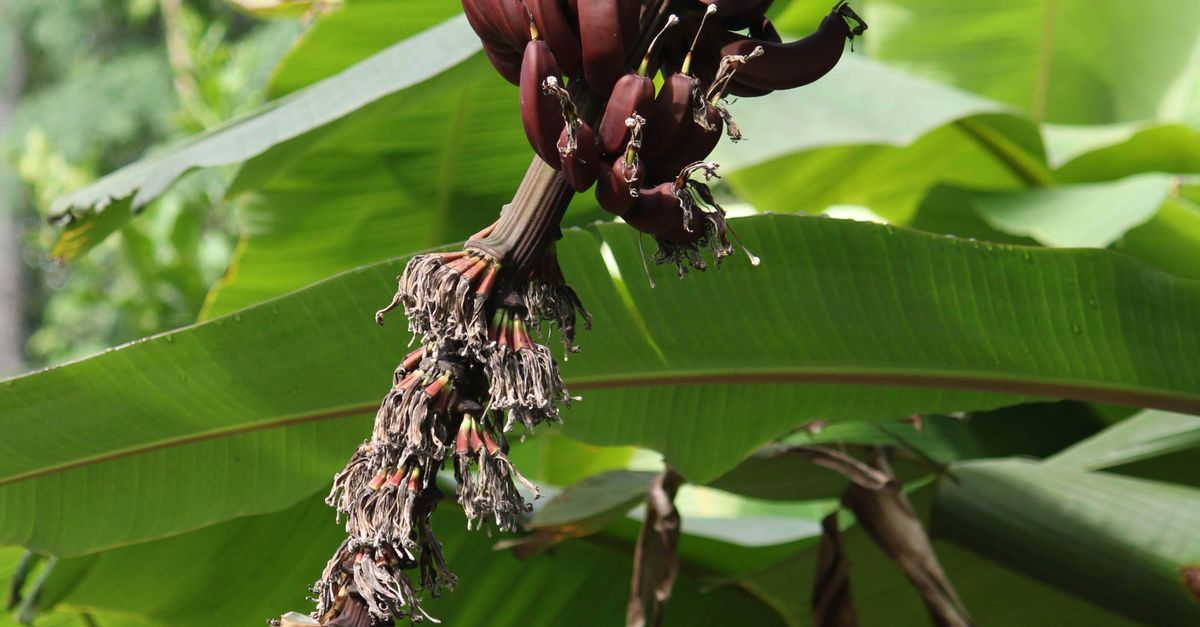 Are Red Bananas Better for Weight Loss Than Yellow Ones?