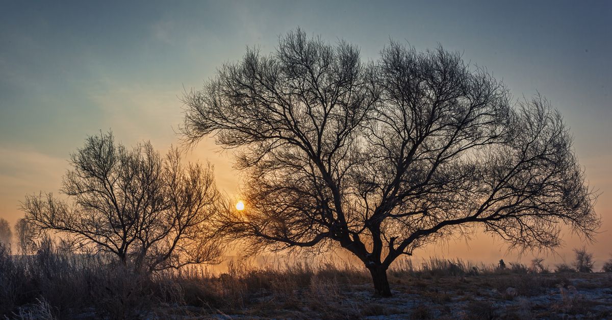 Low winter sun behind bare frosted trees, the season when skin makes very little vitamin D