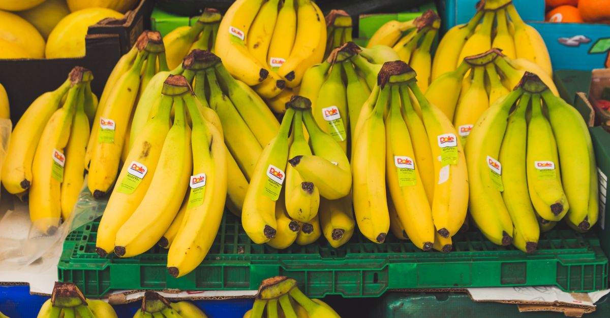 Yellow Cavendish bananas in crates at a market stall, the ordinary cultivar a red banana is compared with