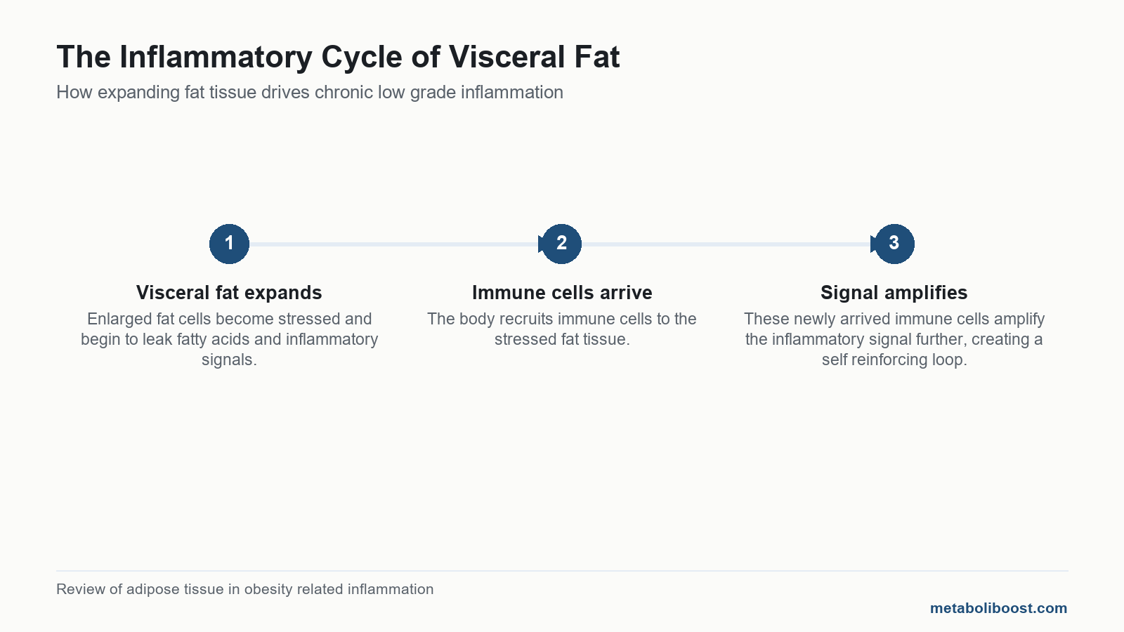 A three step timeline showing how expanding fat tissue leads to a self reinforcing inflammatory loop.
